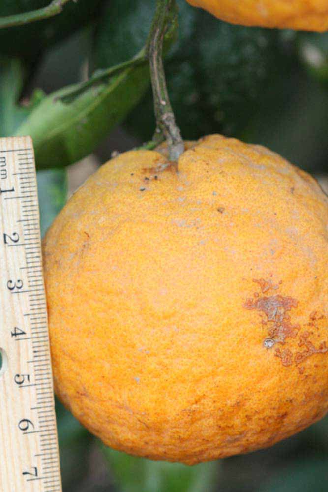            Fruit (Riverside, CA)   